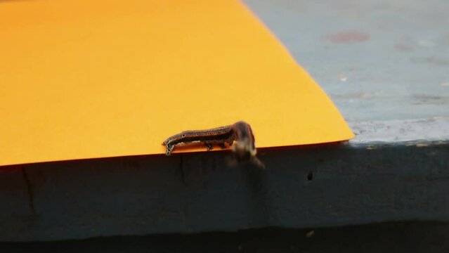Armyworm moths of the genus spodoptera footage