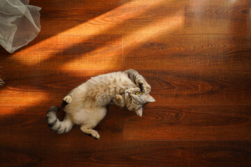 Obraz premium Portrait of a beautiful cat. Cute Cat Portrait. Happy Pet. Gray Scottish Straight cat sleeping.Home scene