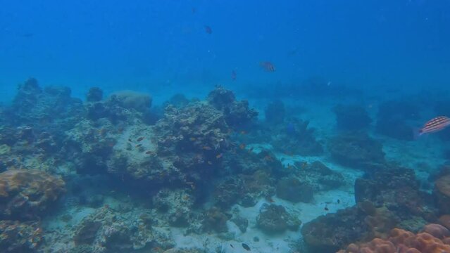 Snorkling snorkel in Phi Phi Island Corel reef teaming with reef fish of various colours. Phuket Thailand teaming with reef fish of various colours. vibrant and colourful Corel reef