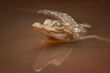 The Albino Siamese Crocodile (Crocodylus siamensis) is one of rarest reptile in the world, native to Indonesia (Borneo and Java).