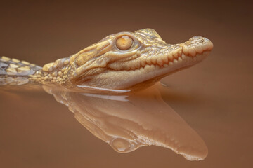 The Albino Siamese Crocodile (Crocodylus siamensis) is one of rarest reptile in the world, native...