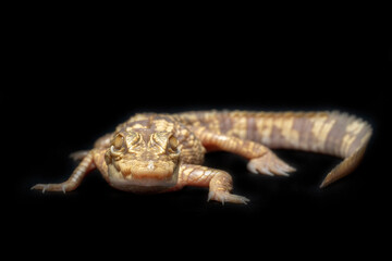 The Albino Siamese Crocodile (Crocodylus siamensis) is one of rarest reptile in the world, native to Indonesia (Borneo and Java).