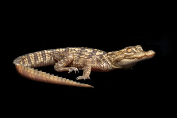 The Albino Siamese Crocodile (Crocodylus siamensis) is one of rarest reptile in the world, native to Indonesia (Borneo and Java).
