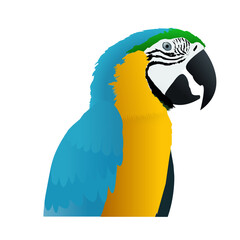 Blue and Yellow Macaw Parrot Isolated Vector 