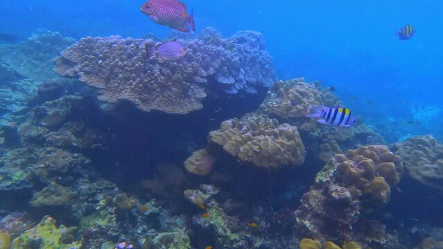 Snorkling snorkel in Phi Phi Island Corel reef teaming with reef fish of various colours. Phuket Thailand teaming with reef fish of various colours. vibrant and colourful Corel reef
