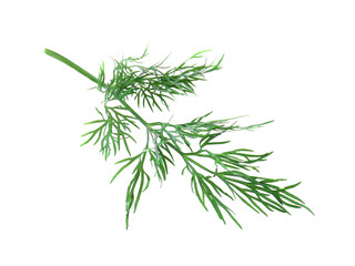 One sprig of fresh dill isolated on white