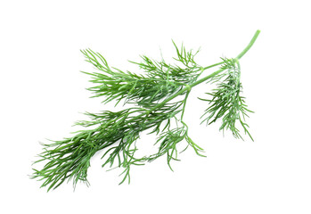 One sprig of fresh dill isolated on white