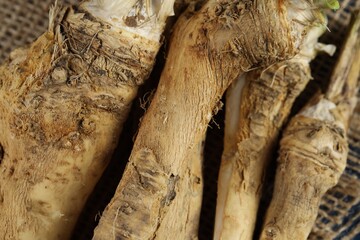 Fresh horseradish roots on table, closeup view