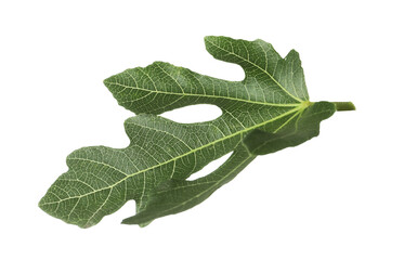 One green leaf of fig tree isolated on white