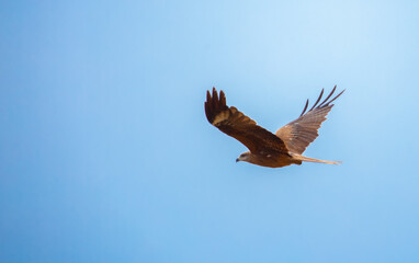Eagle in flight against the blue sky. Golden eagle in free soaring.