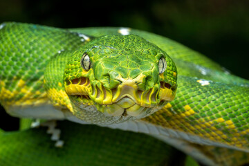 The Emerald Tree Boa (Corallus caninus) is a boa species found in the rainforests of South America.