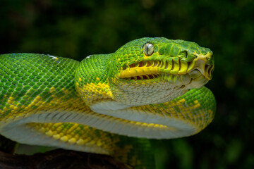 The Emerald Tree Boa (Corallus caninus) is a boa species found in the rainforests of South America.