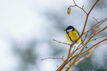 Winter garden scene with great tit sitting on the branch