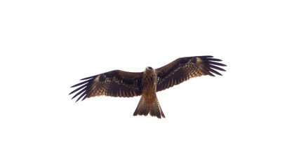 Eagle in flight on a white background. Golden eagle in free flight.