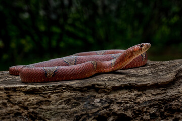 Oligodon albocinctus, also known as the Light-barred Kukri Snake, is a species of colubrid snake...