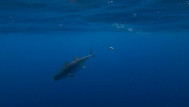 underwater view of a yellowfin tuna in slow-motion
