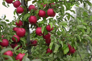 Obraz premium Ripe Apples in the Apple Orchard before Harvesting. Big Red delicious Apples Hanging from Tree Branch in the Fruit Garden. Fall Harvest. Picture of Autumnal Apple. Autumn Cloudy Day, Soft Shadow. Bio 