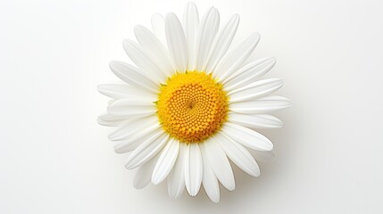 Delicate chamomile flowers bloom brilliantly on a pure white background