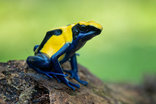 Blue and Yellow Poison Dart Frog from
Amazon rain forest of Venezuela. 