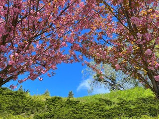 Spring sakura garden pink cherry blossom.