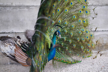 The peacock, renowned for its resplendent plumage and graceful demeanor, epitomizes nature's beauty...