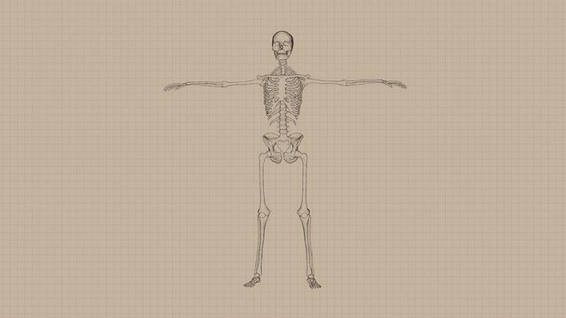 Human Anatomy Skeleton Concept Sketch Animation. Pencil Drawing Style. Seamless Loop