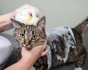 Woman shampooing a tabby gray cat in a grooming salon. 