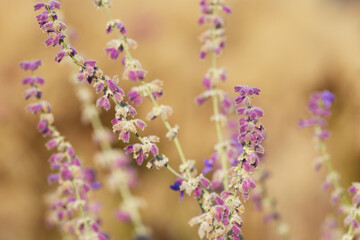 purple sage flowers close-up, macro