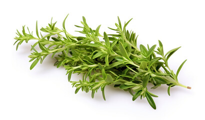 fresh thyme on white background