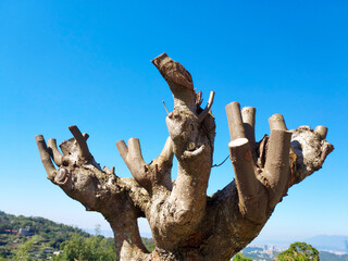 A tree with severed branches in the forest, blue sky background.