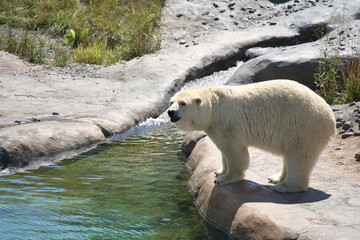 夏の暑い日　夏バテ気味の白熊
