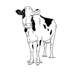 Outline illustration of cow. Hand drawn animal illustration.