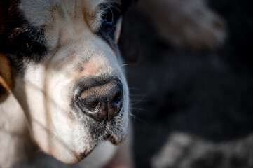 Close-up of a dog's nose. One Saint Bernard dog. St. Bernard. Alpine Spaniel.