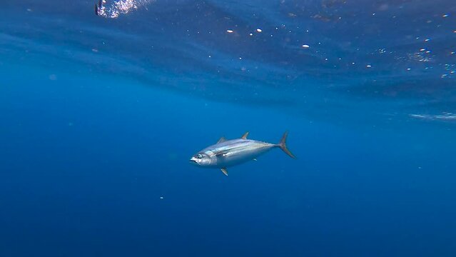 underwater view of a fish getting gaffed