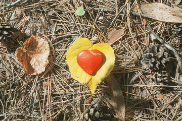 Red heart shape toy on the ground in the forest. Orange leaf. Concept of nature love. Sunny weather. Autumn. Needles of spruce