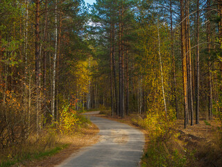 A asphalt road in gold autumn forest in warm sunny day, magic nature.