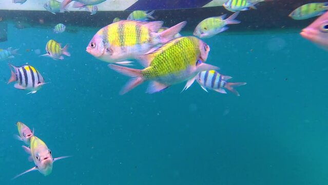 Snorkling snorkel in Phi Phi Island Corel reef teaming with reef fish of various colours. Phuket Thailand teaming with reef fish of various colours. vibrant and colourful Corel reef