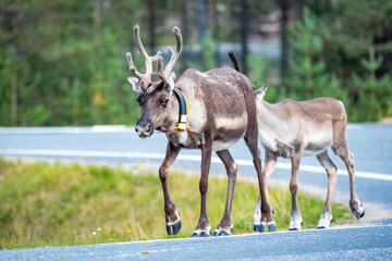 reindeer on the road © Artem