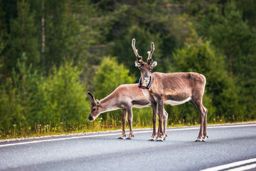 reindeer on the road © Artem