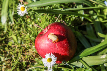 Maggot warm eating red apple
