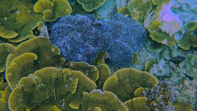 Snorkling snorkel in Phi Phi Island Corel reef teaming with reef fish of various colours. Phuket Thailand teaming with reef fish of various colours. vibrant and colourful Corel reef
