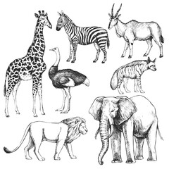 Fototapeta na wymiar Vector hand-drawn set of animals of the Africa in the style of engraving. A collection of biological sketches, isolated on white.