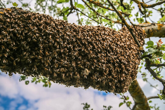 Swarm of Bees clinging to the tree