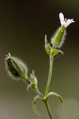 caterpillar on a leaf