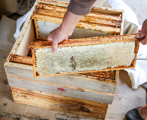 Full frame of honeycomb golden organic clean bee honey - obrazy, fototapety, plakaty