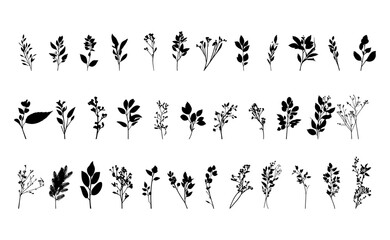 Botanical floral branch silhouette vector Illustration