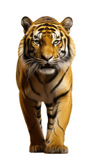 A minimalistic image of a tiger, highlighting the tiger's elegance and style.