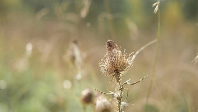 Dry sedge grass in the wind. Golden burdock, agrimony, Bur. Abstract fall natural background. Natural Beige. Pampas grass, seeds. Neutral colors. Selective focus. Trend concept. Autumn Earth Tones 4K	