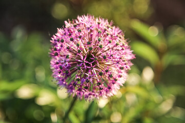 Beautiful allium flower in spring