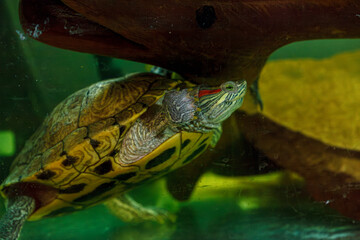 underwater photography of fish Trachemys scripta elegans